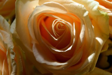 Güzel çiçekli arka planlar, bir buket çiçek. Güzel pembe, sarı, şeftali tomurcukları güneş ışınlarıyla aydınlatılmış güller..