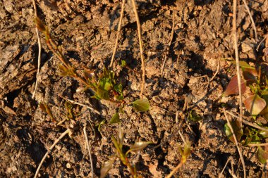 Alışılmadık güzellikte, ilkbaharın başlarında. Ahududu çalıları, ahududu ve taze yeşil yapraklar..