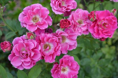 Güzel, parlak renkli bir doğa. Çiçek açan küçük pembe ve beyaz gül tomurcukları, gün ışığıyla aydınlatılır..