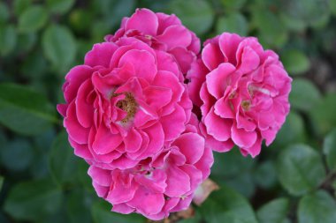 Güzel, parlak renkli bir doğa. Çiçek açan küçük pembe ve beyaz gül tomurcukları, gün ışığıyla aydınlatılır..