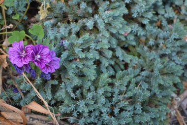 Güzel, parlak renkli bir doğa. Yeşil ardıç çalılarıyla alışılmadık mor çiçek tomurcukları, güneş ışığıyla aydınlatılmış thuja yaprakları..