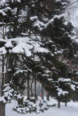 Sakin bir kış günü, Dnepropetrovsk, Dnipro kentinin güzel bir manzarası. Beyaz karla kaplı büyük, kabarık yeşil köknar ağaçları.