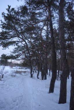 New Year's, winter mood. Beautiful and quiet forest with white fluffy snow, green fir trees, bushes in the city of Dnipro, Dnipropetrovsk, Ukraine.