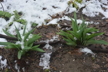Kış sonunda sıra dışı bir bahar dönemi. Genç güzel çiçekler, yeşil lale yaprakları eriyen beyaz karlı bir bahçede büyüyor..