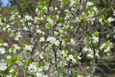Doğa, güzel park alanı, bahçe çiçekleri. Dnipro, Ukrayna bahçesinde büyüyen beyaz çiçekli genç kiraz ağaçları.