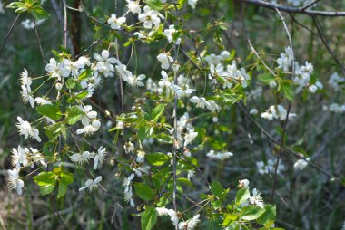 Doğa, güzel park alanı, bahçe çiçekleri. Dnipro, Ukrayna bahçesinde büyüyen beyaz çiçekli genç kiraz ağaçları.