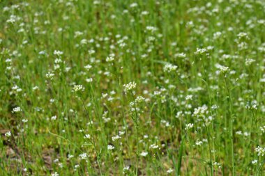 Doğa, güzel park alanı, bahçe çiçekleri, çayır. Dnipro, Ukrayna bahçesinde büyüyen beyaz çiçekli uzun yeşil çimenler..