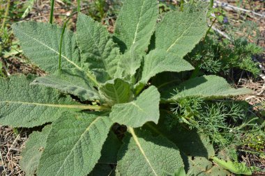 Doğa, güzel park alanı, bahçe çiçekleri, çayır. Dnipro, Ukrayna 'da büyüyen tarla bitkisi..