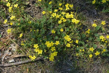 Doğa, güzel park alanı. Sarı çiçekler Ukrayna 'nın Dnipro şehrinde küçük bir ormanda çalılıklarda yetişir..