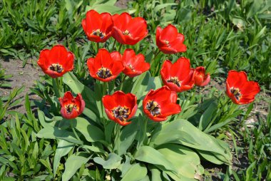 Parlak kırmızı laleleri olan güzel bir park alanı. Çiçekli çalılar, güneş ışığıyla aydınlatılan yeşil çimenler..