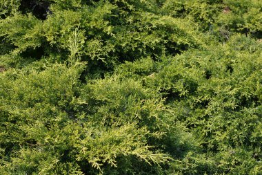 Güzel bir dinlenme alanı. Parkın her yerine büyük çalılar dikilmiş. Büyük, yeşil thuja ve güneş ışığıyla aydınlatılmış ardıç çalıları..