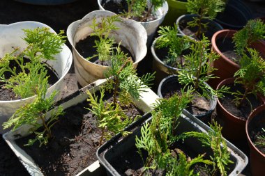 Beautiful spring weather, a green background of plants, small thujas planted in plastic pots, toes in the home garden.  clipart