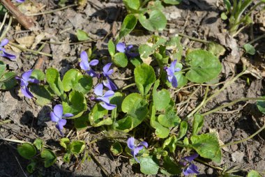 Güzel bir bahar havası, bitkilerin yeşil arka planı, açık havada yetişen mor menekşeler.. 