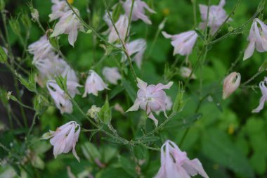 Beautiful summer nature, delicate pink, purple wildflowers, bright flowers of the water collector grow, Aquilegia, granny's bonnet, columbine in the home garden.  clipart