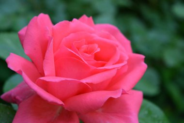 Güzel yaz doğası, narin pembe, şeftali gülleri. Parlak, güzel, tüylü gül tomurcukları ev bahçesinde yetişir.. 