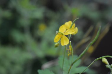 Güzel yaz doğası, narin sarı kır çiçekleri, parlak celandin çiçekleri ev bahçesinde yetişir.. 