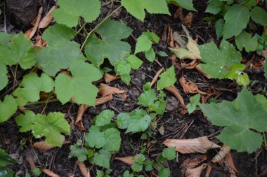 Parlak güzel doğa, ev bahçesi, sebze bahçesi. Yeşil yapraklı üzüm dalları.