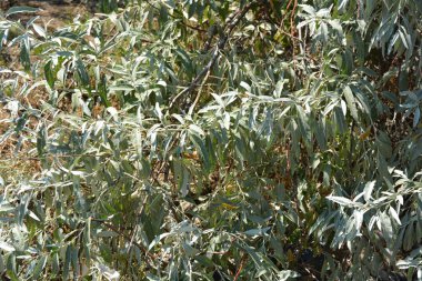 Willow branches with green leaves against the blue sky, natural background.Nature, beautiful and unusual gray and green leaves of sea buckthorn growing in the park part of the house.
