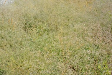 Nature, meadows, dry plants, bushes and fields, golden dry weeds - mown field, green plants and grasses growing on the ground with a squeak.