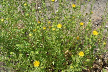 Doğa, çayırlar, kuru bitkiler, çalılar ve tarlalar, altın kuru otlar, yerde büyüyen ölü odun gıcırtısı.