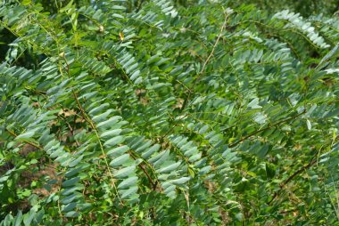 Doğa, bitkiler, güzel manzaralar. Akasya ağacının güzel çalıları ve küçük yeşil yapraklar vahşi bir tarlada yetişiyor..