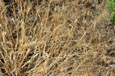 Doğa, çayırlar, kuru bitkiler, çalılar ve tarlalar, altın kuru otlar, yerde büyüyen ölü odun gıcırtısı.