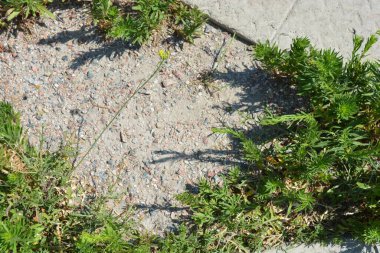 Doğanın alışılmadık arka planları, küçük otlar, çimento tabakalarının arka planında kahverengi kumlarda büyüyen yeşil bitkiler..