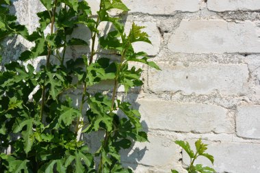  Eski beyaz duvarın arka planında yeşil üzüm yaprakları.