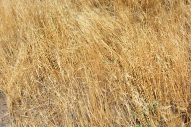 Doğa, çayırlar, kuru bitkiler, çalılar ve tarlalar, altın kuru otlar, yerde büyüyen ölü odun gıcırtısı.