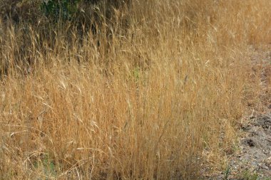 Doğa, çayırlar, kuru bitkiler, çalılar ve tarlalar, altın kuru otlar, yerde büyüyen ölü odun gıcırtısı.