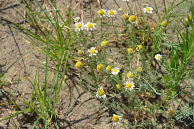Güneşin altında vahşi bir tarlanın arka planında sıradışı papatyaları olan güzel ve parlak bir hava..