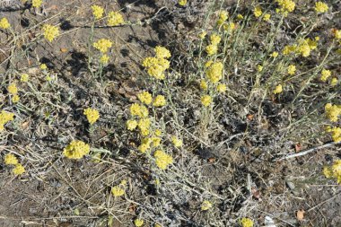 Alışılmadık tarla çalılarıyla aydınlık hava, güneş ışığı altındaki vahşi bir tarlanın arka planında sarı çiçek açıyor..
