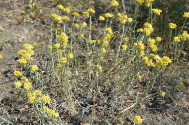 Alışılmadık tarla çalılarıyla aydınlık hava, güneş ışığı altındaki vahşi bir tarlanın arka planında sarı çiçek açıyor..