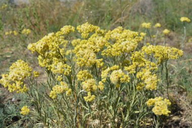 Alışılmadık tarla çalılarıyla aydınlık hava, güneş ışığı altındaki vahşi bir tarlanın arka planında sarı çiçek açıyor..