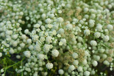 Beautiful nature, unusual bushes with white round flowers growing in the forest of the city of Dnipro, Ukraine.
