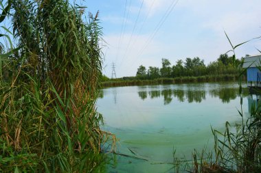 Sahilin alışılmadık ve güzel doğası, Samara Nehri körfezi. Yeşil sazlar, ağaçlar, çalılar, Dnipro, Ukrayna 'da beyaz kum..