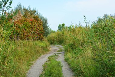 Güzel doğa, sıra dışı kozalaklı ve yaprak döken ağaçlar Ukrayna 'nın Dnipro şehrinde yetişiyor. Ormanda güzel, ince ve çarpık yollar, bitkiler, büyük çalılar, büyük ağaçlı bir açıklık..