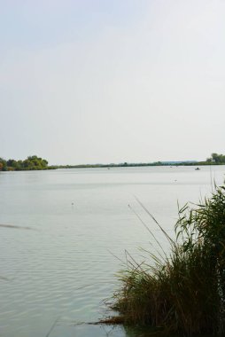 Sahilin alışılmadık ve güzel doğası, Samara Nehri körfezi. Yeşil sazlar, ağaçlar, çalılar, Dnipro, Ukrayna 'da beyaz kum..