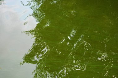 Dnipro City, Ukrayna 'daki Samara Nehri. Bir sürü yeşil çiçek açan su, yeşil su arka planı.