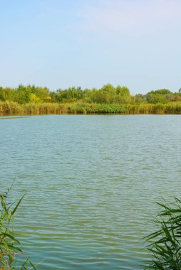 Sahilin alışılmadık ve güzel doğası, Samara Nehri körfezi. Yeşil sazlar, ağaçlar, çalılar, Dnipro, Ukrayna 'da beyaz kum..