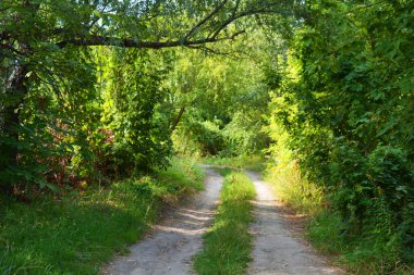 Güzel doğa, sıra dışı kozalaklı ve yaprak döken ağaçlar Ukrayna 'nın Dnipro şehrinde yetişiyor. Ormanda güzel, ince ve çarpık yollar, bitkiler, büyük çalılar, büyük ağaçlı bir açıklık..