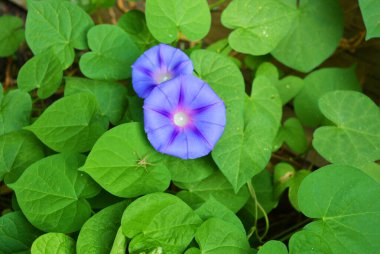 Güzel ve alışılmadık bir doğa, bir sürü yeşil yaprak ve mor çan şeklinde çiçekler..
