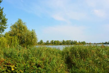 Sahilin alışılmadık ve güzel doğası, Samara Nehri körfezi. Yeşil sazlar, ağaçlar, çalılar, Dnipro, Ukrayna 'da beyaz kum..