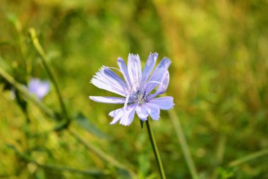 Güzel ve alışılmadık doğa, yeşil kalın çimenler, vahşi doğada yetişen mor hindiba çiçekleri..