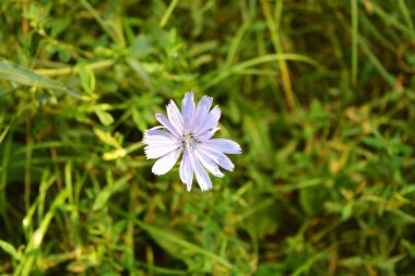 Güzel ve alışılmadık doğa, yeşil kalın çimenler, vahşi doğada yetişen mor hindiba çiçekleri..