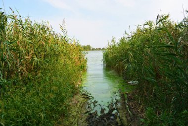 Güzel ve parlak doğa. Samara nehri kıyısı, Dnipro, Ukrayna yeşil su, koyu çamur, ayak izleri ve yeşil sazlıklar..