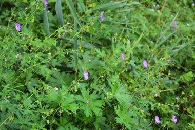 Güzel doğa, sıra dışı çalılar, tıbbi ağaçlar, Ukrayna 'nın Dinyeper şehrinin orman bölgesinde yetişen orman ağaçları..