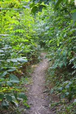 Güzel doğa, sıra dışı kozalaklı ve yaprak döken ağaçlar Ukrayna 'nın Dnipro şehrinde yetişiyor. Ormanda güzel, ince ve çarpık yollar, bitkiler, büyük çalılar, büyük ağaçlı bir açıklık..