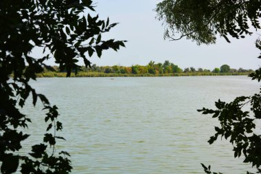 Sahilin alışılmadık ve güzel doğası, Samara Nehri körfezi. Yeşil sazlar, ağaçlar, çalılar, Dnipro, Ukrayna 'da beyaz kum..