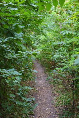 Güzel doğa, sıra dışı kozalaklı ve yaprak döken ağaçlar Ukrayna 'nın Dnipro şehrinde yetişiyor. Ormanda güzel, ince ve çarpık yollar, bitkiler, büyük çalılar, büyük ağaçlı bir açıklık..